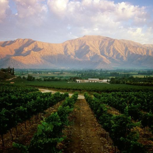 Vinhos da Argentinos: os melhores do mundo, primando pela qualidade e pela variedade
