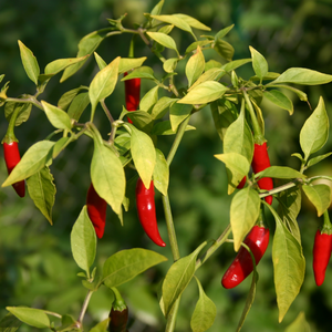 Pimento Bird’s Eye | Origem e Uso Culinário