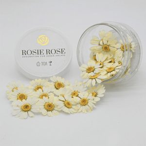 Flores Especiais Margaridas Rosie Rose 15un