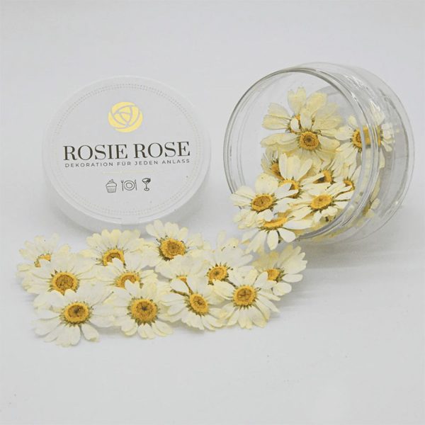 Flores Especiais Margaridas Rosie Rose 15un